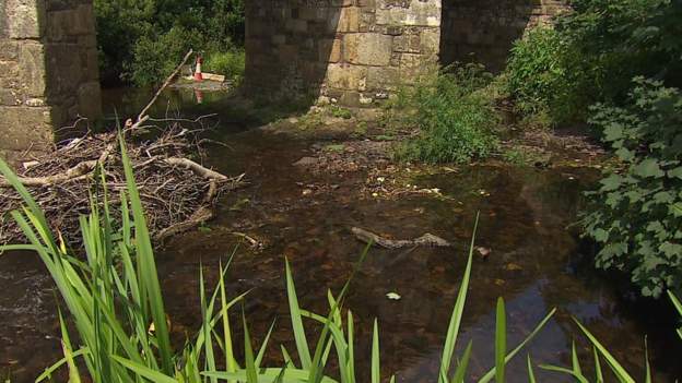 Devon - BBC News