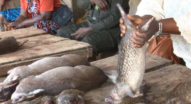 Nigeria's bushmeat markets still open despite Covid-19