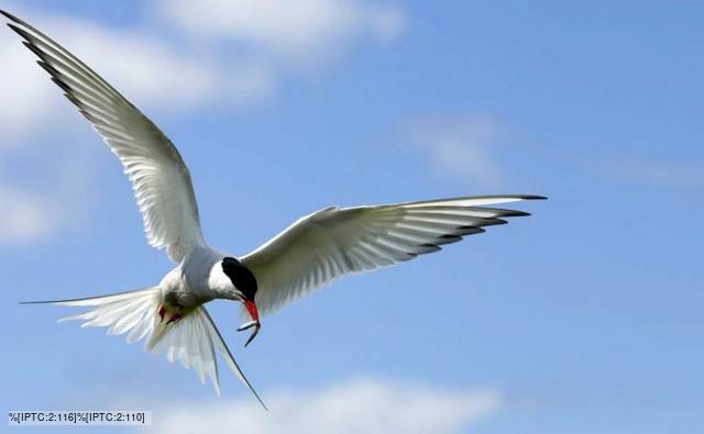 Arctic tern flying with fish in its beak