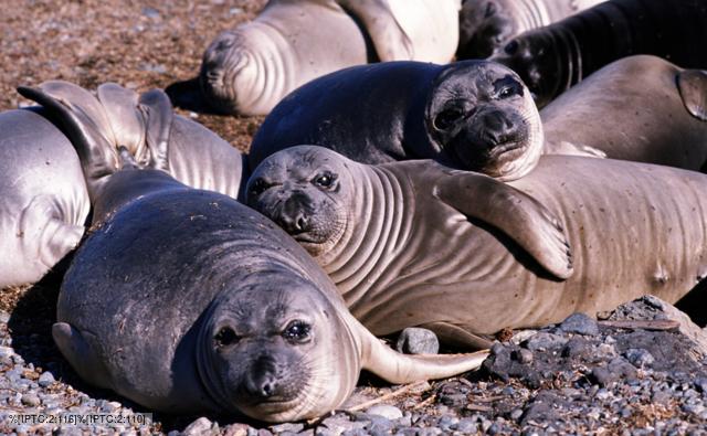 earless_seal_1.jpg
