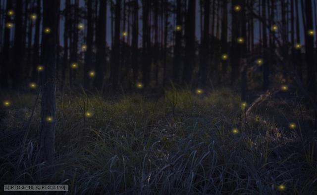 BBC Nature - Fireflies videos, news and facts