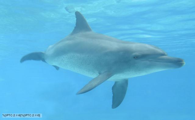 Bottlenose Dolphins on emaze