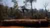 Мужчина указывает на дерево, незаконно извлеченное из тропических лесов Амазонки. Фото файла