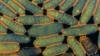 Микрофотография колонии грамотрицательных бактерий Legionella pneumophila, вызывающих болезнь легионеров, в трансмиссионном ложном цвете.