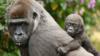 Детеныш гориллы на спине матери