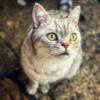 Фотография Эдди, британской короткошерстной серебристой полосатой кошки