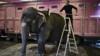 Мужчина чистит слона в цирке Медрано, пока бродячий цирк установил свой цирковой шатер в Лионе