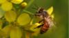 Медоносная пчела в Бангладеш