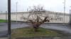 Куст тутового дерева в HMP Wakefield
