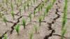 Рисовые поля высохли и потрескались от длительной засухи в Паджу, к северу от Сеула, Южная Корея, 11 июня 2015 г.