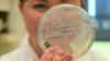 Ученый держит пластину с бактериями