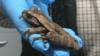 Древесная лягушка найдена в бананах