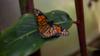 Бабочка-монарх в Боготе