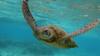 Черепаха плывет через Большой Барьерный риф