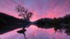 «Одинокое дерево» в Ллин Падарн, Лланберис, Гвинед на красном закате