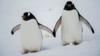 Пингвины Gentoo на Антарктическом полуострове
