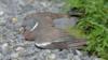 Травмированный лесной голубь лежал на гравийной дороге - стоковое фото