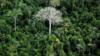 Верхушки деревьев в тропических лесах Амазонки в бассейне Амазонки, Бразилия, июнь 2012 г. Getty images