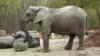 Фредзия, молодая африканская слониха из Варшавского зоопарка