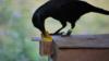Новокаледонская ворона управляет специальным торговым автоматом