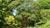 Acer griseum в Dyffryn Gardens