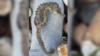 Колючий морской конек выброшен на берег в Уэймуте