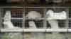 Норка в клетке на ферме в Гьель, Северная Ютландия, Дания, 9 октября 2020 г.