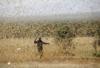 Мужчина держит палку, чтобы отбиться от стаи пустынной саранчи