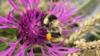 Пронзительная пчела-кардер