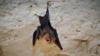 Кубинская большая воронкоухая летучая мышь (Natalus primus)