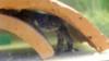 "Рана дель Лоа" (Лягушка Лоа), находящаяся под угрозой исчезновения, изображена в Сантьяго, Чили, 20 октября 2020 г.