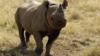 Черный носорог-самец замечен на игровой ферме в Малелане 30 сентября 2004 г.