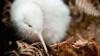На этой рекламной фотографии, предоставленной Национальным центром дикой природы Пукаха Маунт Брюс, редкий птенец белого киви виден в вольере на открытом воздухе в лесном заповеднике Национального центра дикой природы 1 июня 2011 года в Веллингтоне, Новая Зеландия.