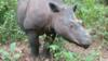 Роза, которая живет в Суматранском заповеднике носорогов, является одним из менее чем 100 суматранских носорогов, оставшихся в мире