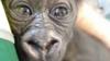 Малыш самец западной низменной гориллы в Бристольском зоопарке