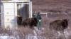 Сотрудники службы охраны ресурсов Канады наблюдают, как бизоны возвращаются в национальный парк Банф (01 февраля 2017 г.)