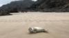 Тюлень на пляже Монкстон-Пойнт