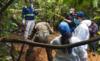 Предположительно массовое захоронение раскопано в Панаме