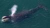 Северный атлантический кит у восточного побережья США