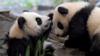 Близнецы-панды Мэн Юань и Мэн Сян в Берлинском зоопарке, 29 января 20