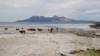 Крупный рогатый скот на пляже на Эйгге
