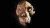 Череп и лицо Australopithecus anamensis