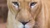 Файловое изображение льва из зоопарка
