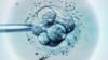 Выбор эмбрионов ЭКО