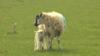 Овцы и ягненок в поле