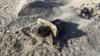 Детеныш морской черепахи застрял в пластике во Флориде