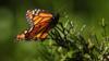 Бабочка монарх в Калифорнии