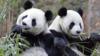 Гигантские панды едят бамбук в Китайском центре охраны природы и исследований