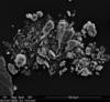 Электронно-микроскопическое изображение частиц, сделавших небо красным