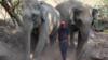 Тайские слоны